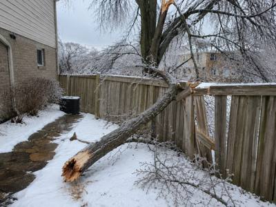 Truck loaded with removed tree branches and debris