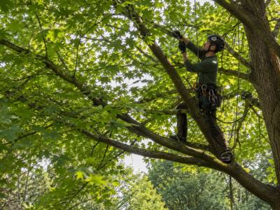 Tree canopy after a crown thinning service