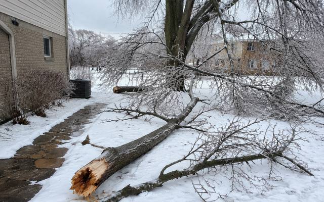 Dead branch being lowered safely by rope