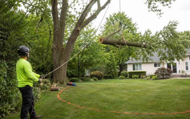 Large tree section being lowered during a removal