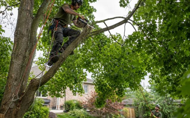 Climber pruning branches high in a tree canopy